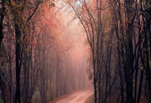 塔罗也伤了，小蜘蛛也悠着点吧，最近赛程太密了.